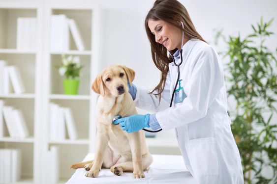 Filing Claims for Pet Insurance: Receiving Reimbursement for Vet Bills